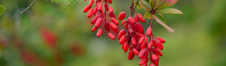 Berberine HCL - properties, action, dosage