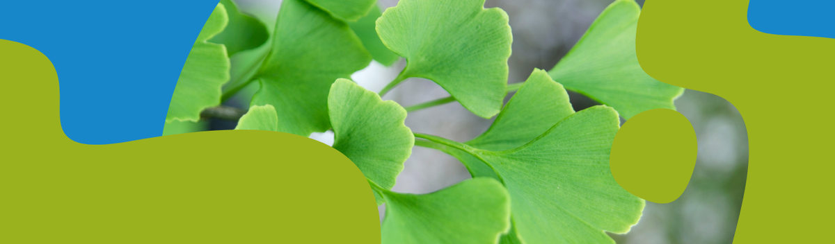 Ginkgo Biloba: Memory, Circulation & Skin Benefits