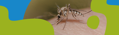 Mosquito Bites: Why They Itch & How to Treat Them