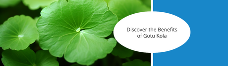 Green Genius: Diving into Gotu Kola’s Benefits, Dosage, and Potent Properties